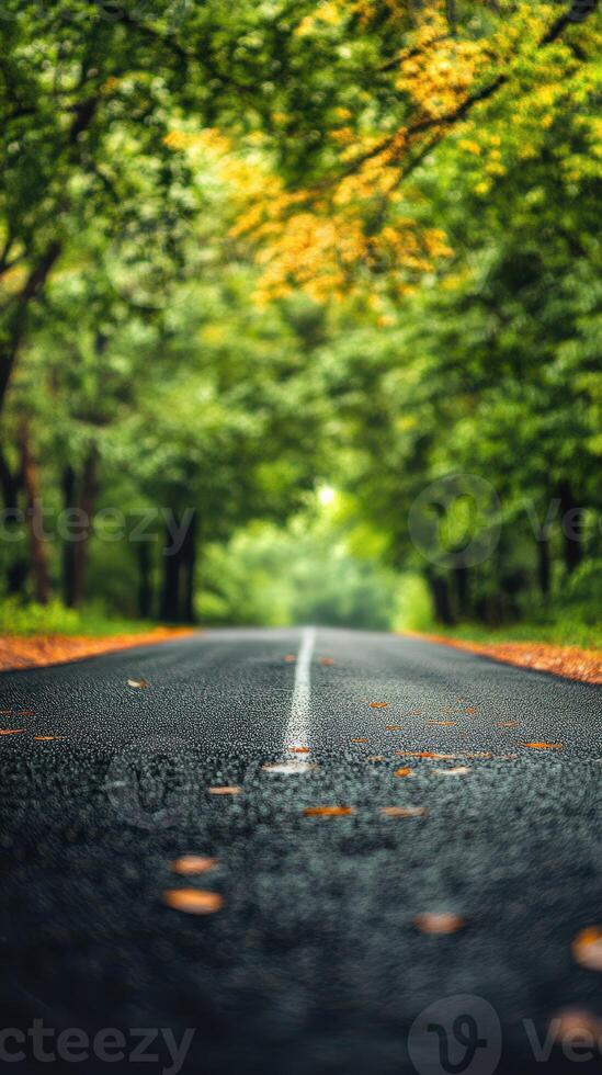 Serene tree-lined road during autumn with colorful leaves scattered along the surface photo