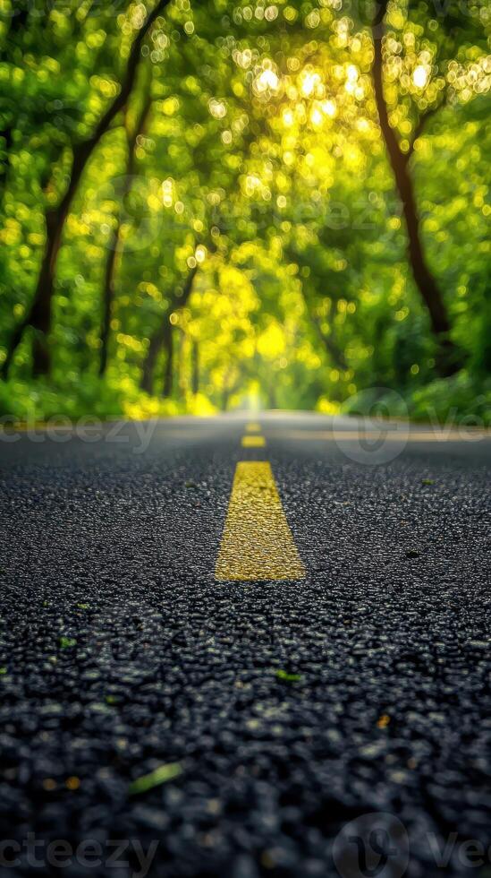 Peaceful tree-lined road creating a tranquil escape into nature during golden hour light photo