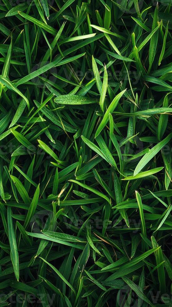 Lush green grass covering the ground in a vibrant outdoor setting during daylight hours photo