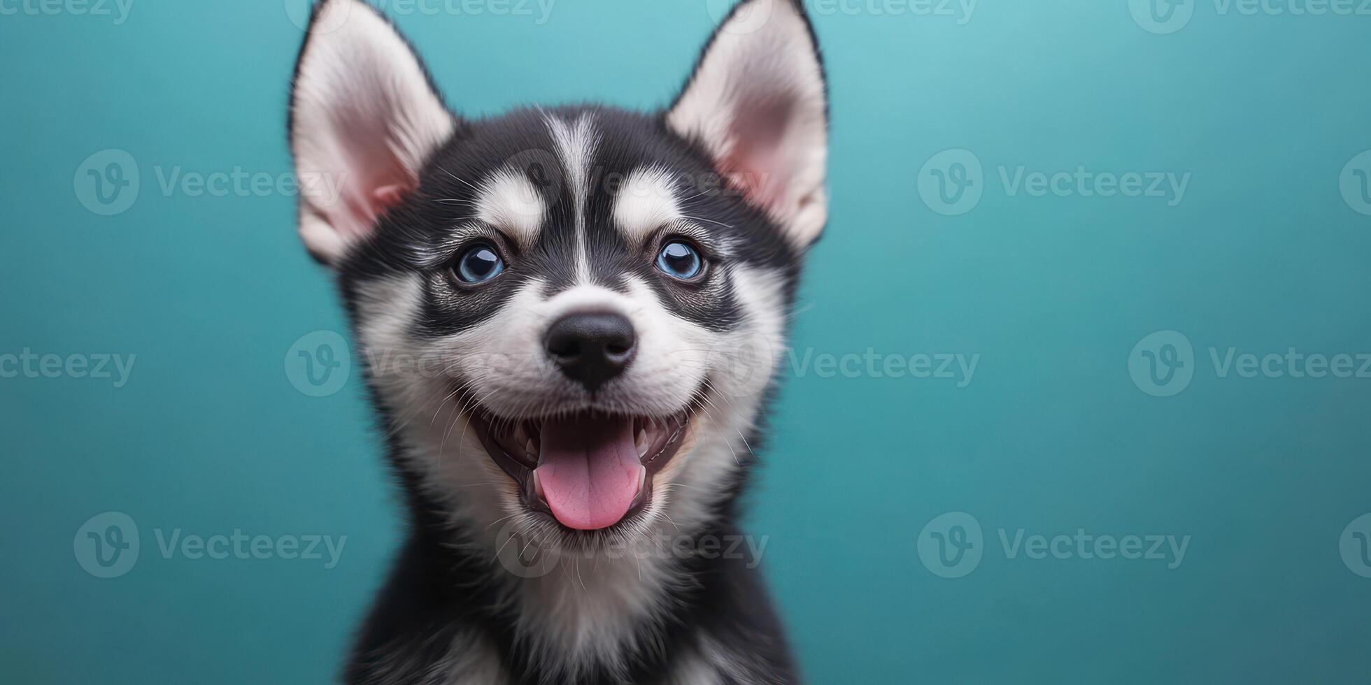 Happy husky puppy with bright blue eyes playing against a teal background photo