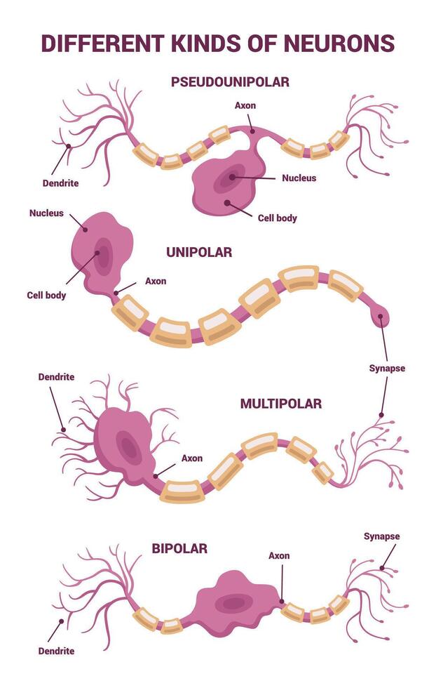 Neuron network and Different Types of Neurons An Informative Visual Guide for Everyone vector