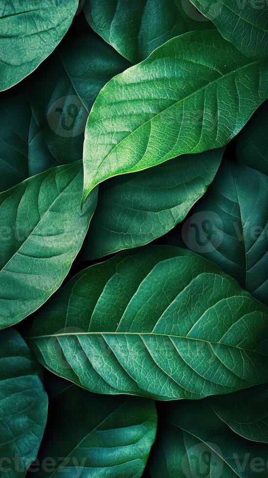Green leaves overlapping in a dense arrangement showcasing the intricate textures and variations in shades of green during daylight photo