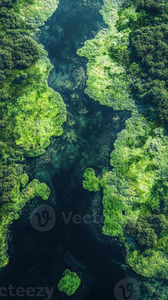 Lush green islands surrounded by tranquil waters in a pristine river setting at midday photo