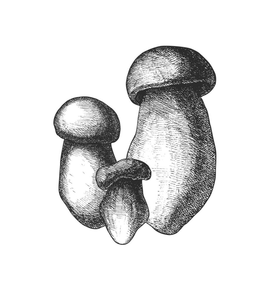 Vintage style sketch of three detailed mushrooms in black and white vector