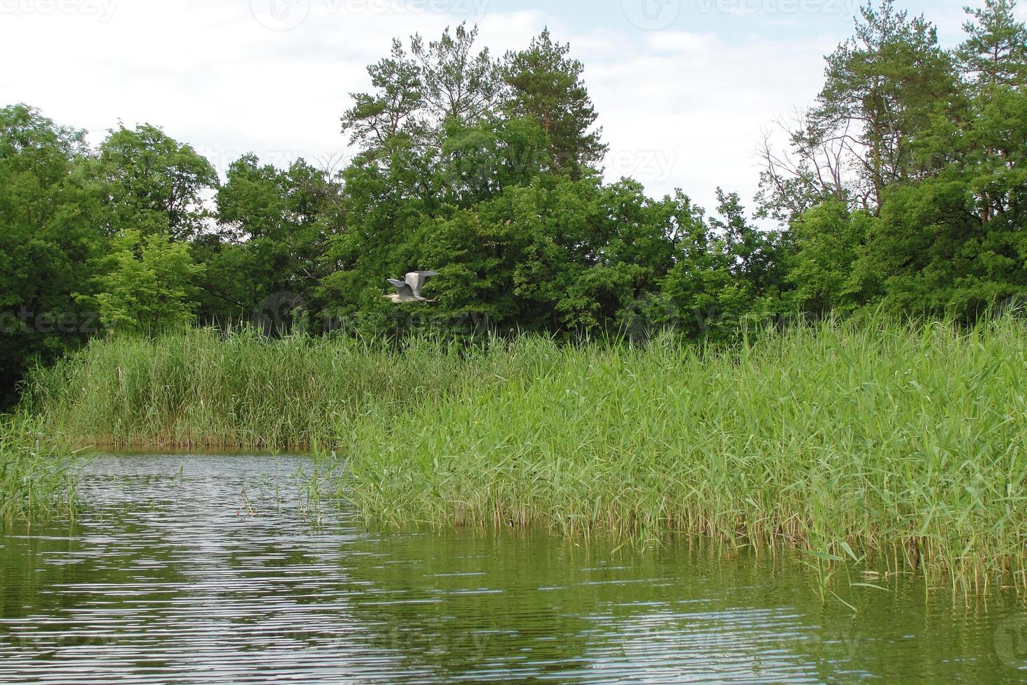Grey heron flying over calm river, green reeds and trees. photo