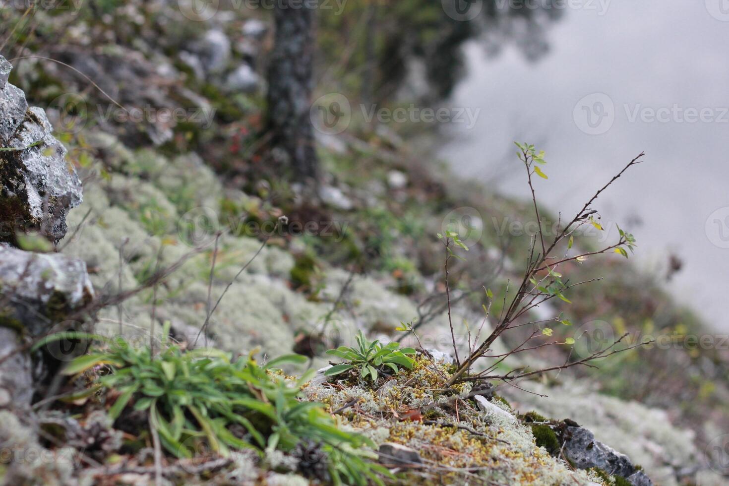 Rocky hill covered with moss, grass, twigs and lichen. Forest details background. photo