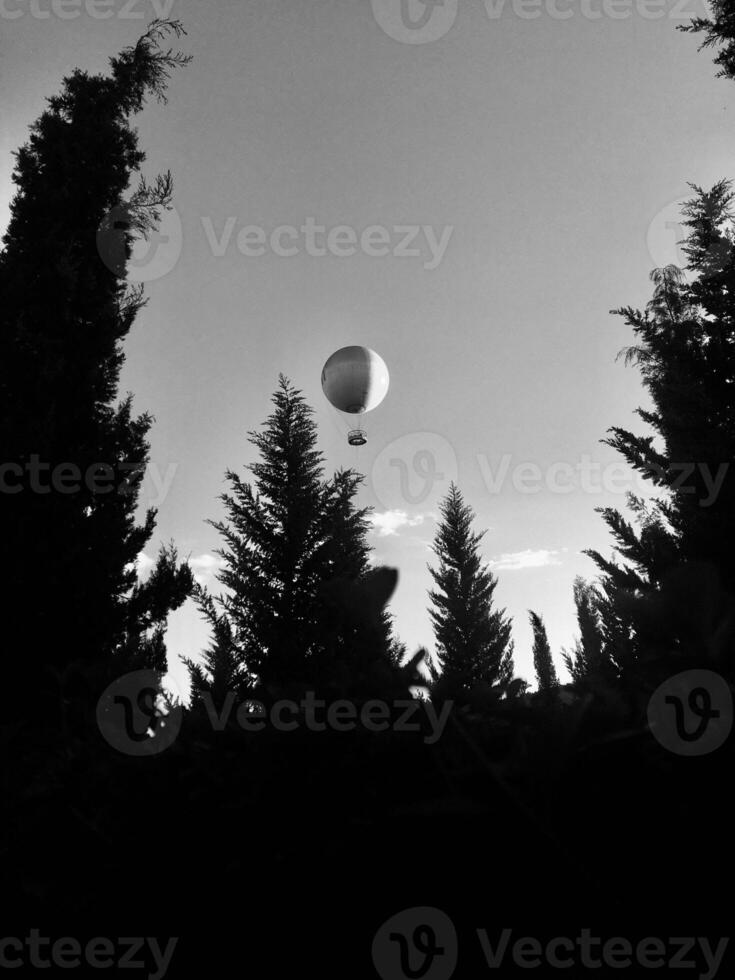 Hot air balloon floating above tall evergreen trees. Black and white vertical photo. photo