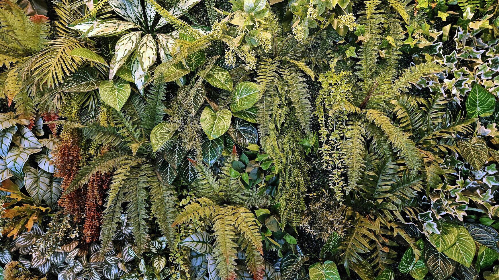 Green creeper plant, fern, orchid, vine or ivy and leaves wall for background. photo