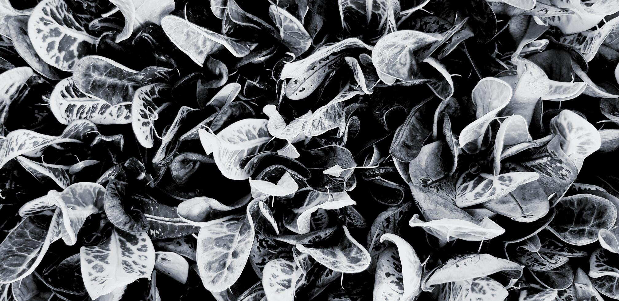 Top view of pattern of beauty leaves in nature for background in black and white style. Art and Abstract wallpaper. photo