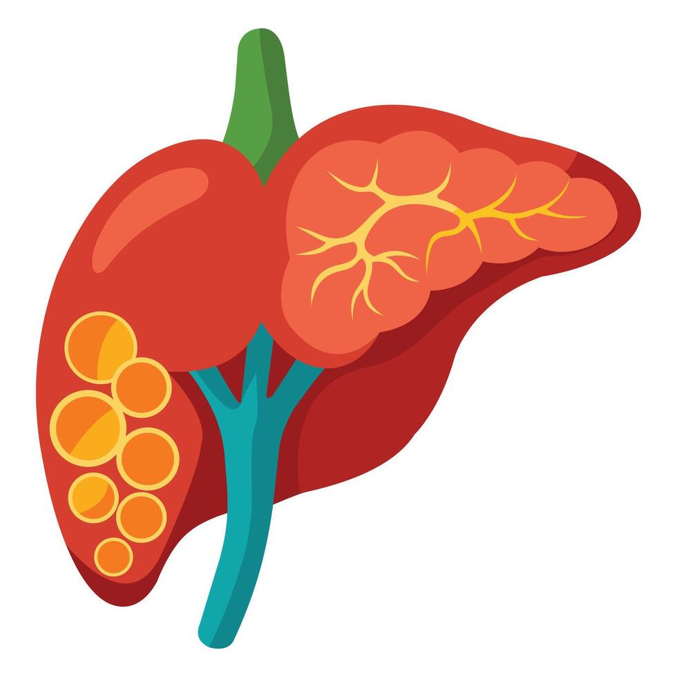 Realistic Internal Human Liver Displayed on White vector