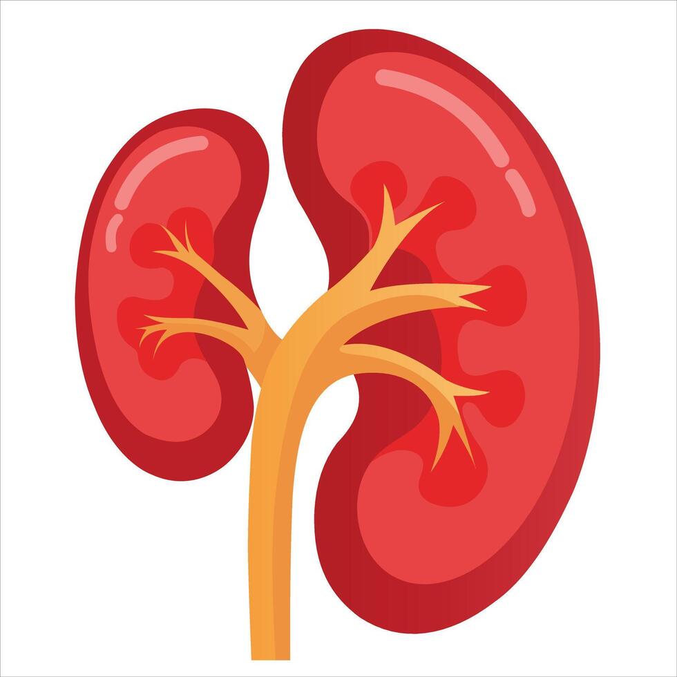 Detailed Human Kidney Illustration on White vector