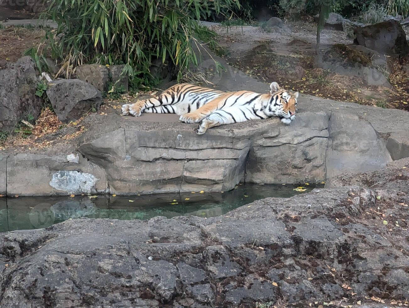 Amur tiger sleeping on rocks on the shore of a lagoon photo
