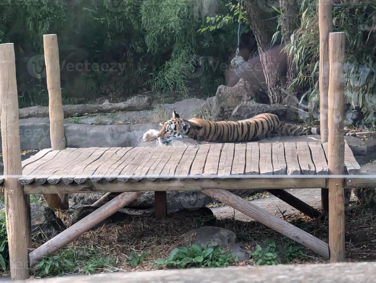 Amur tiger resting on a wooden deck on the shore of a lagoon photo