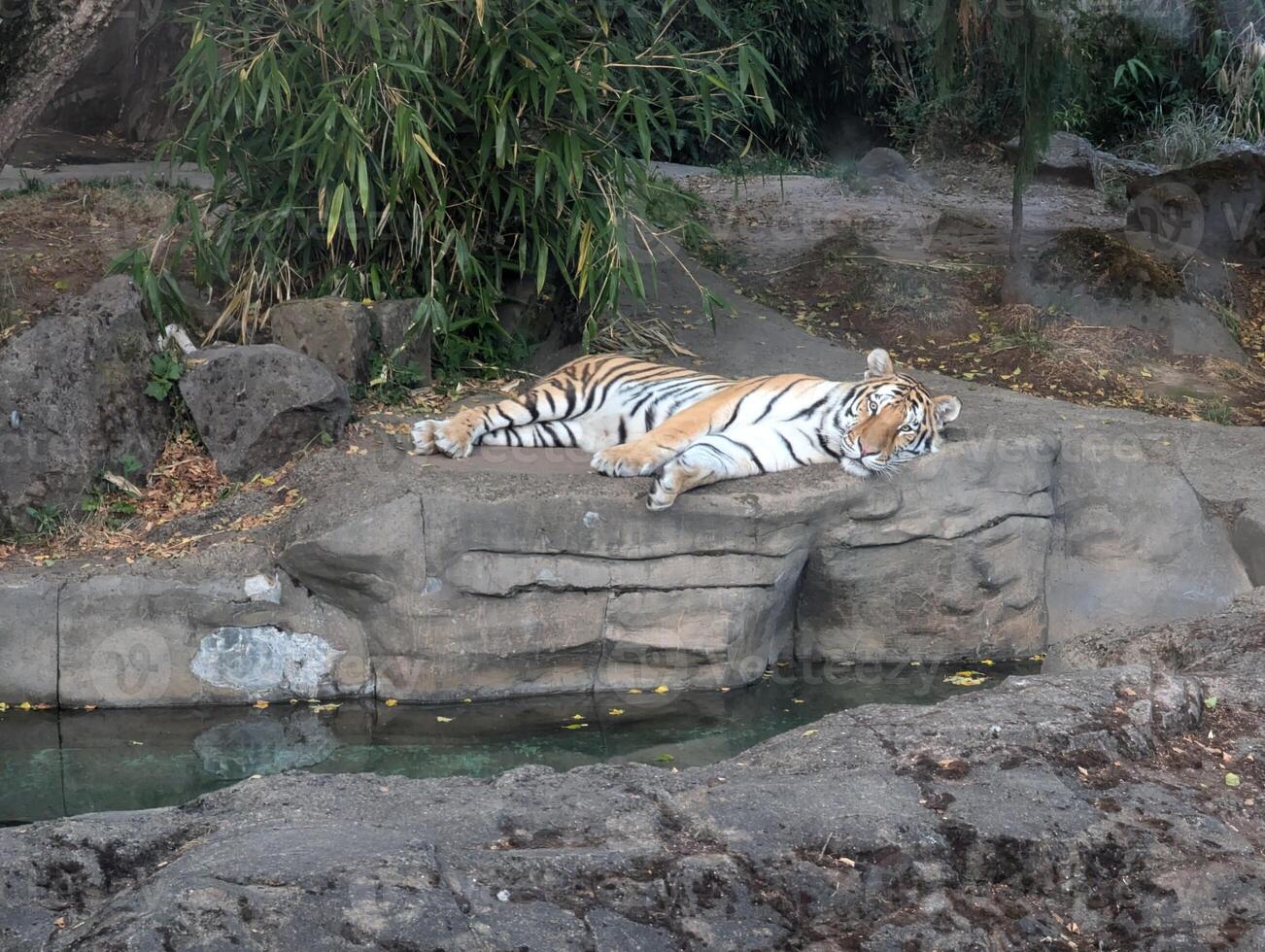 Amur tiger resting on rocks on the shore of a lagoon photo