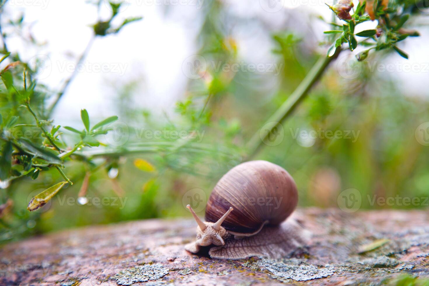 A close-up photo of a large grape snail crawling on a rock among green grass