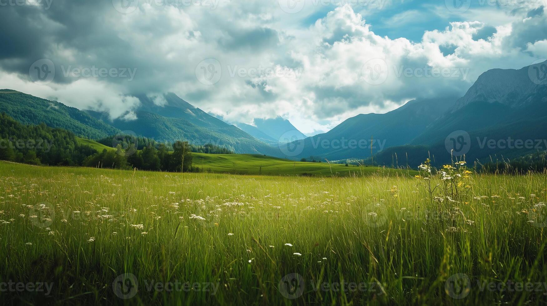 A large field of grass with a few trees in the background. The sky is cloudy and the sun is shining through the clouds photo