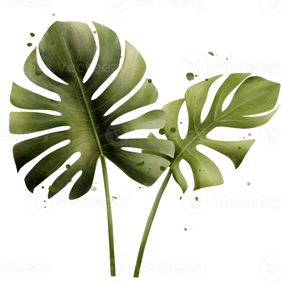Monstera Leaves watercolor clipart png
