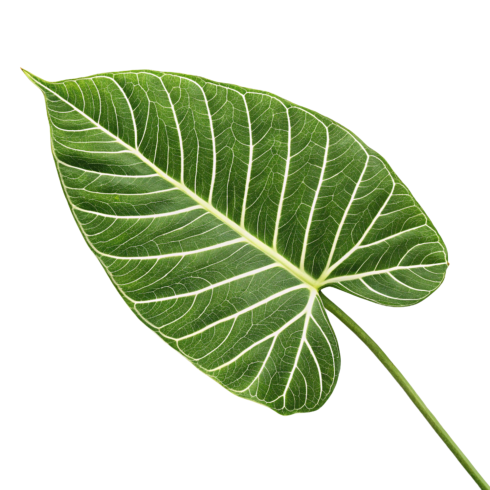 A green leaf with white veins isolated on transparent background png