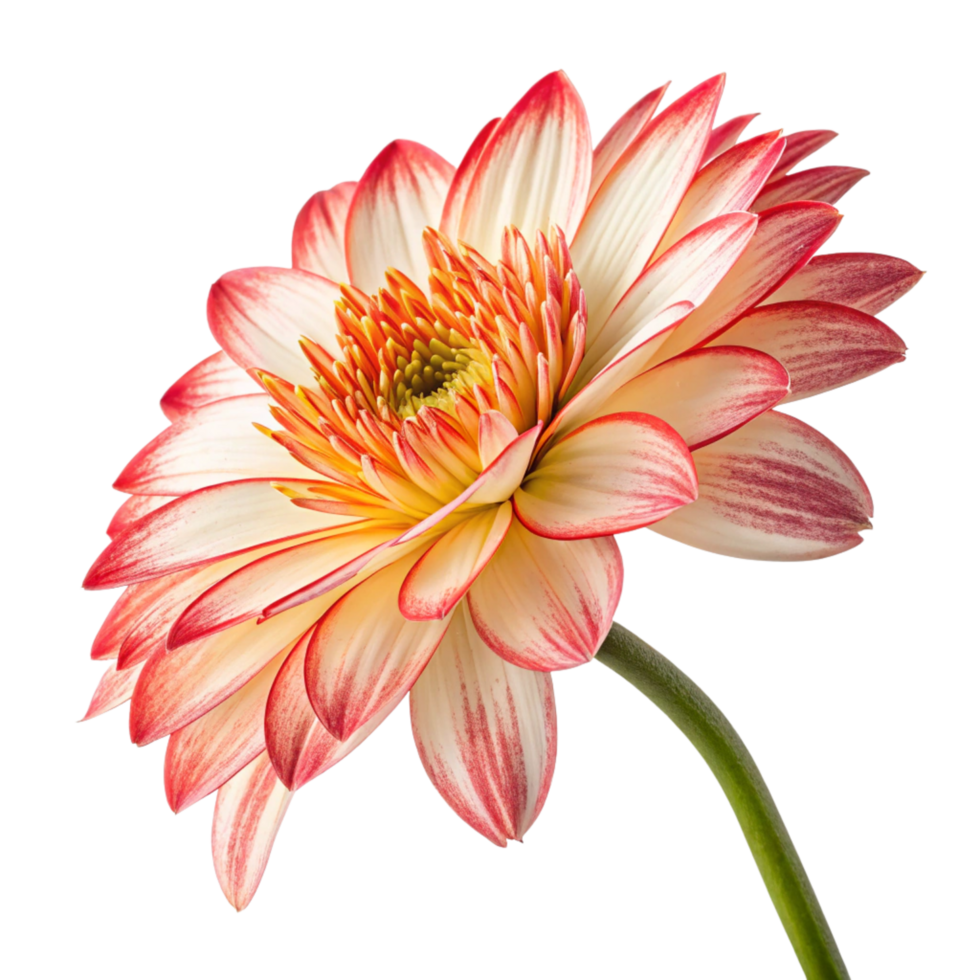 A Amazing flower isolated on transparent background png