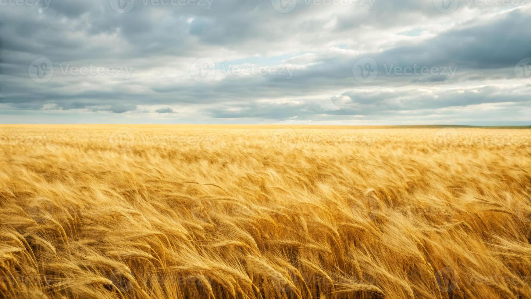 Panoramic view of golden wheat fields swaying gently under dramatic clouds nature landscape rural serenity photo