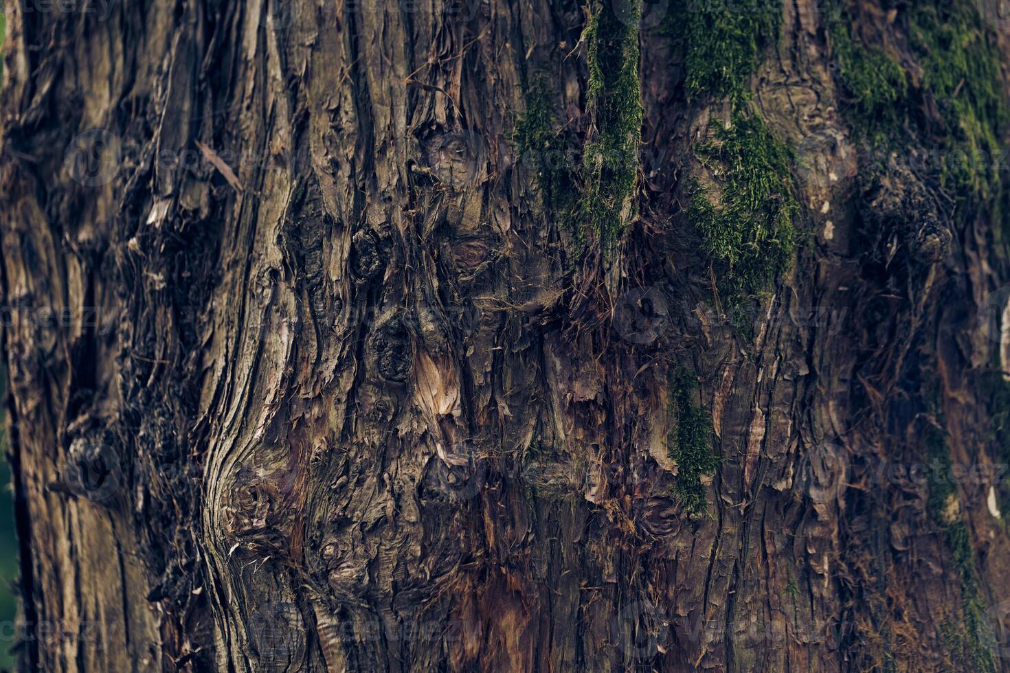 Textured bark of Japanese cedar tree. Evergreen coniferous plants of the cypress family. With space to copy photo