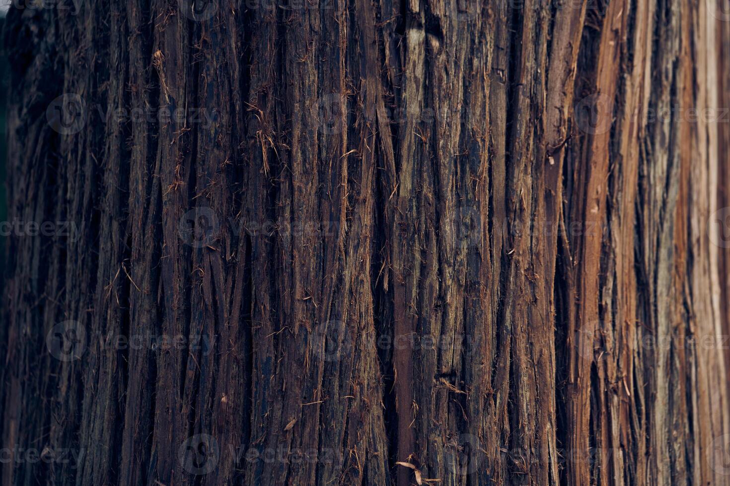 Close-up of the bark of a Japanese cedar tree. Evergreen coniferous plants of the cypress family. With space to copy photo