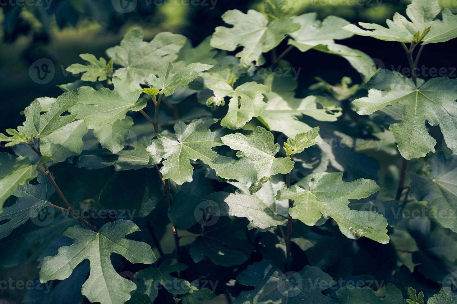 Background of green fig tree leaves. On a dark background with space to copy photo