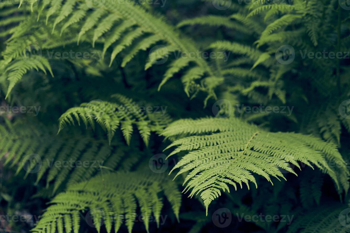 Beautiful ferns create green foliage. Natural green natural fern background in sunlight. photo