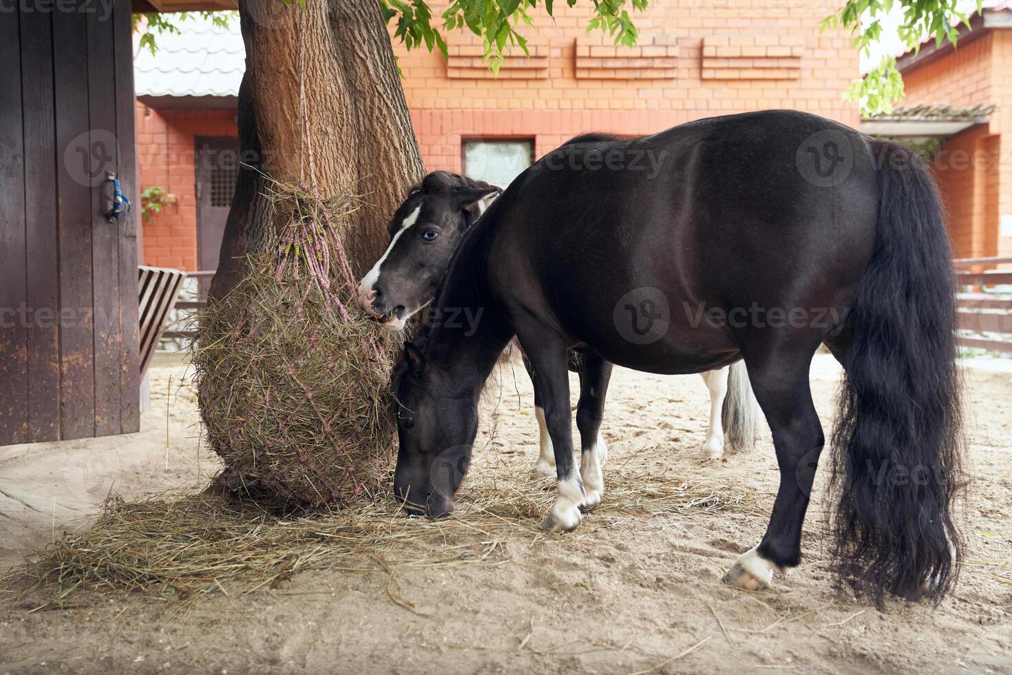 Two miniature horses the size of a small pony. The animals are fed with dry grass in an open-air enclosure. Black American dwarf horses chew hay. photo