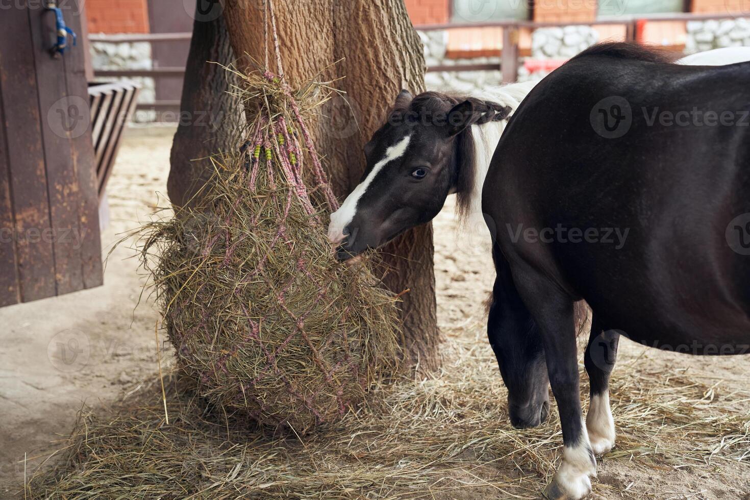 Two American dwarf horses are eating hay in an aviary behind a fence. Animals during lunch. With space to copy photo
