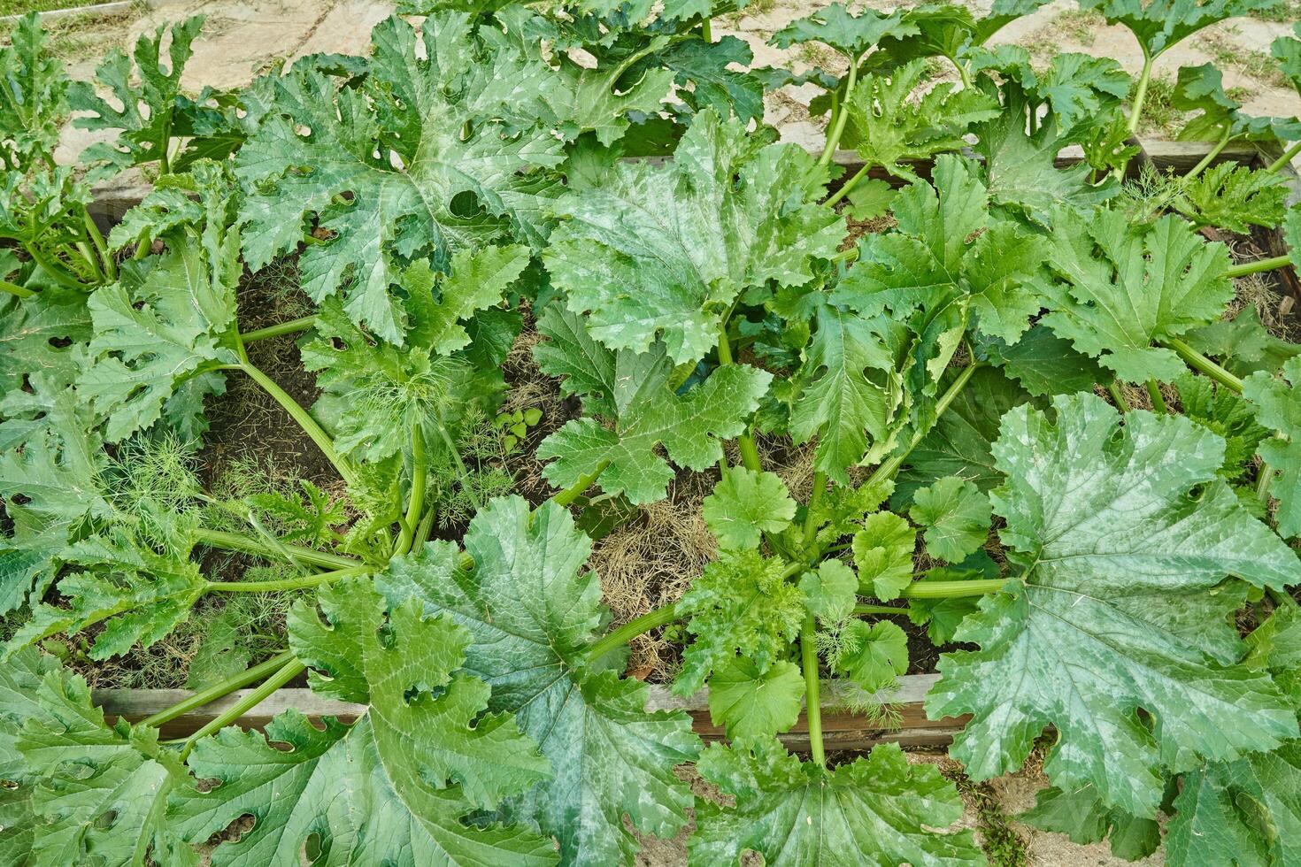 Selective focus on the green stems of the squash that grow in the garden. The concept of agriculture and horticulture. photo