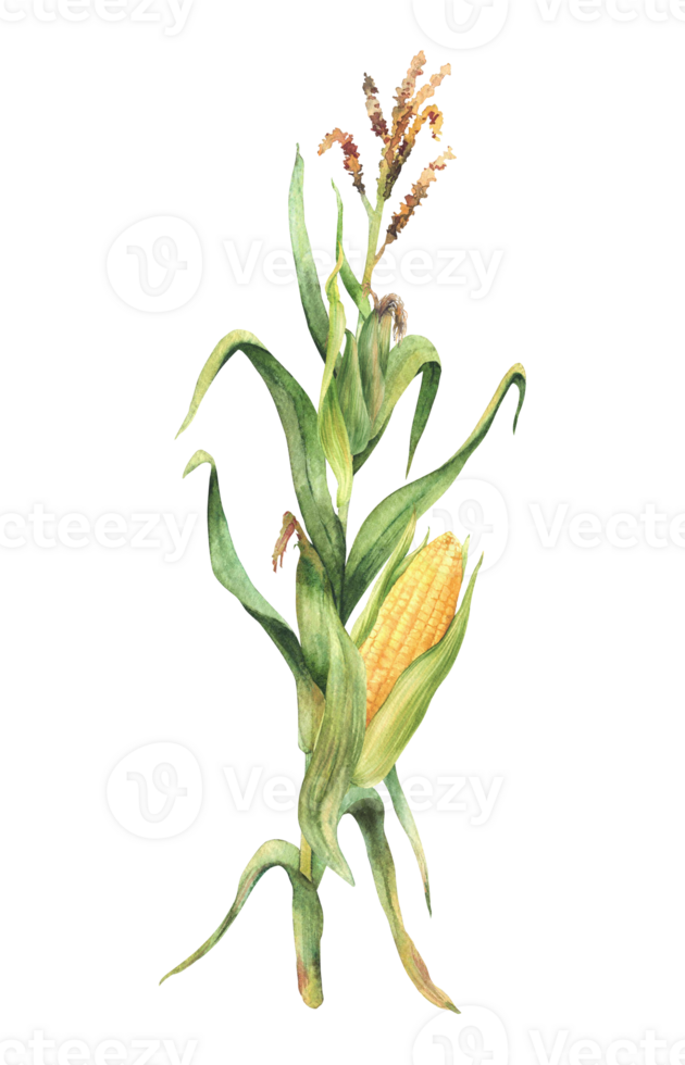 Corn plant. Golden maize plant stalk with corncob, flowers and green leaves, husks. Botanical watercolor Hand drawn clipart. Rustic isolated from background illustration for farmer food product label. png