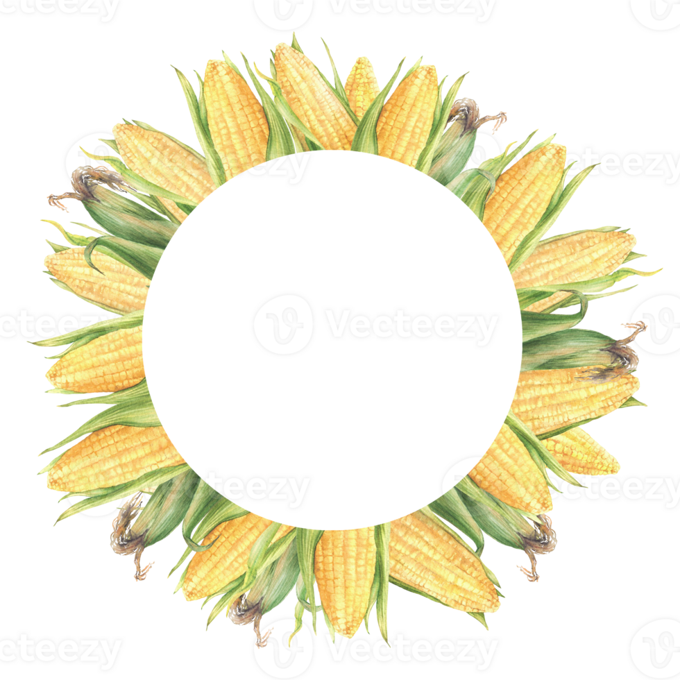 Corn cobs circle frame. Sweet golden maize cobs wreath. Yellow grain vegetable with green husks, leaves Watercolor realistic painted isolated from background illustration for food label, sticker, logo png