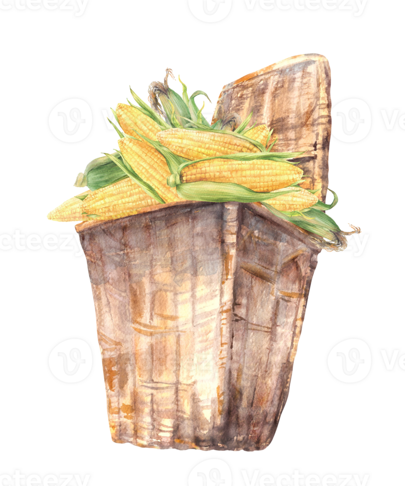 Wicker basket with corn cobs. Harvested golden maize cobs, fresh ripe yellow grains food storage. Watercolor realistic hand painted illustration for food, farm produce label Isolated from background png