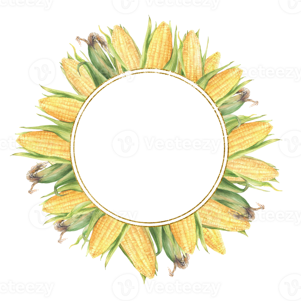 Corn cobs wreath. Sweet golden maize cobs circle gold frame. Yellow grain vegetable with green husks. Watercolor realistic painted isolated from background illustration for food label, sticker, logo png