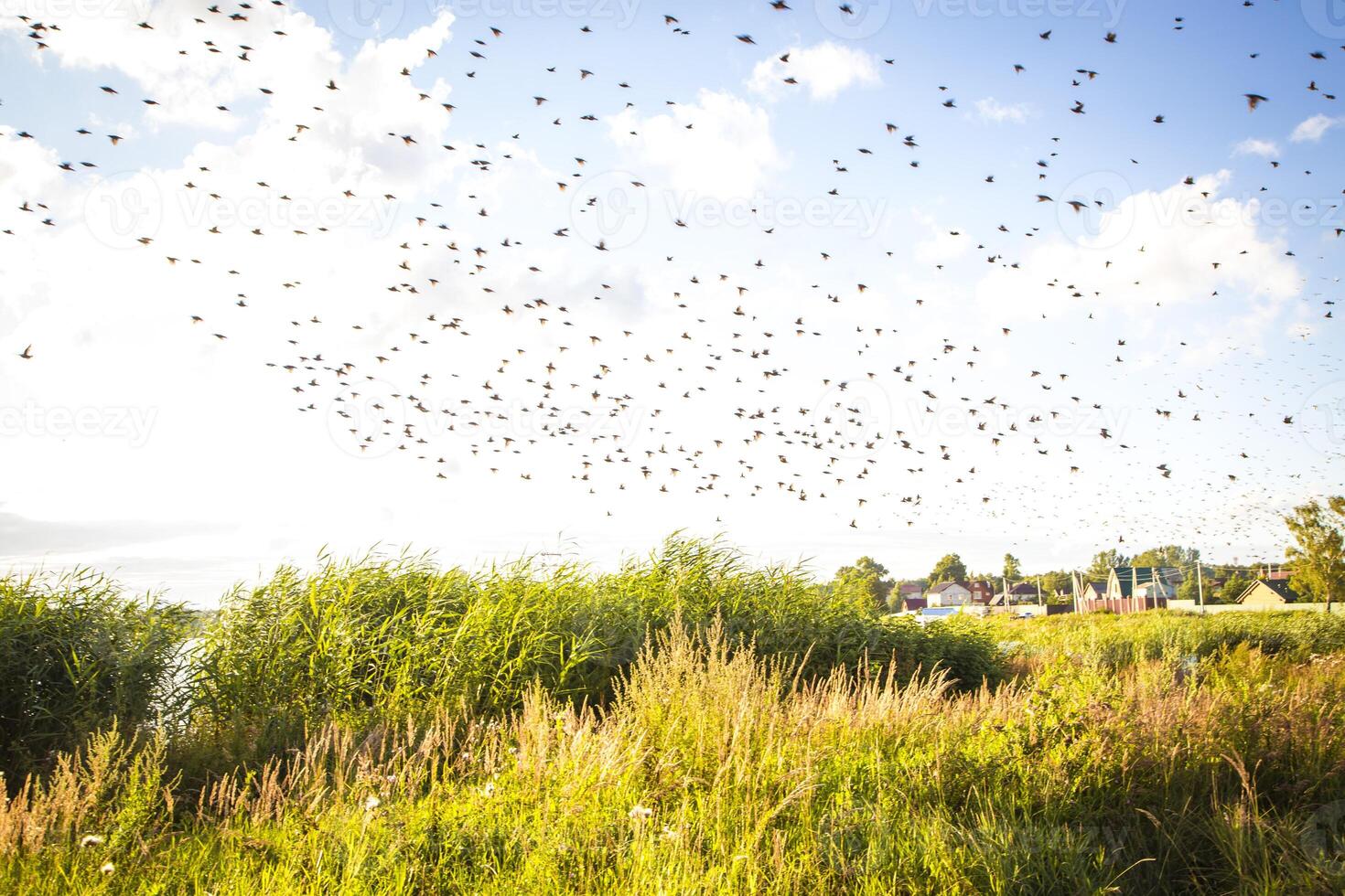 A flock of birds flying over a field of tall grass photo
