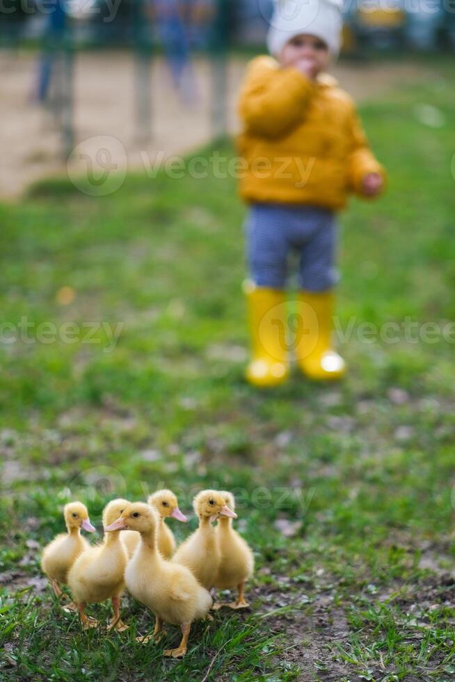 A little boy in yellow rain boots standing next to a group of ducks photo