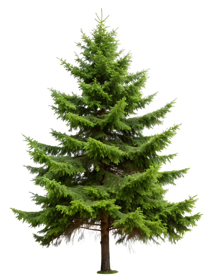 Pine tree isolated on transparent background, evergreen conifer, nature, forest, green needles png