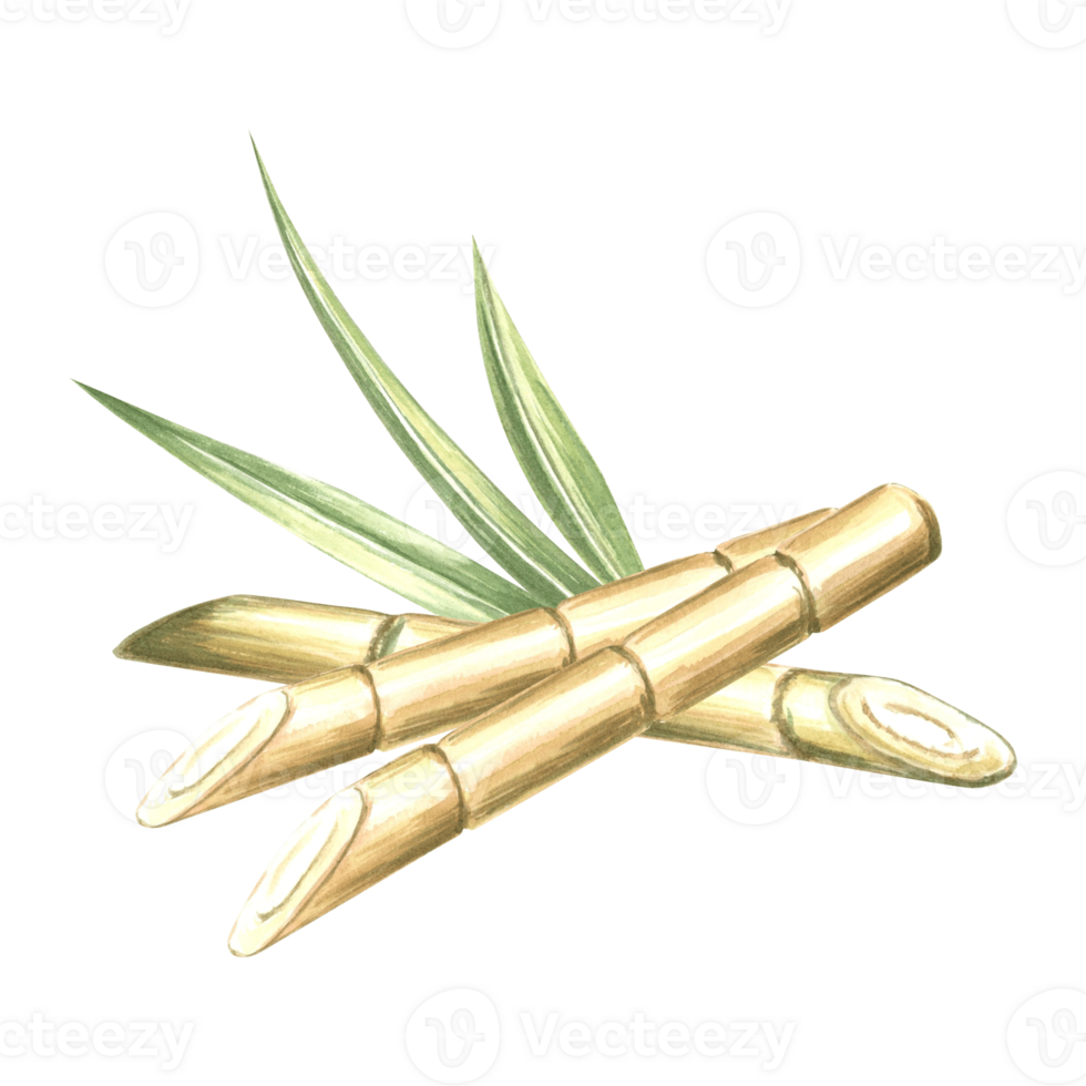 Cut sugar cane stalks with leaves. Bamboo. Hand drawn watercolor illustration isolate. Plantation harvest. Fresh sweet ripe stem for sugar production. Clipart of ingredient for rum, alcoholic drinks. png
