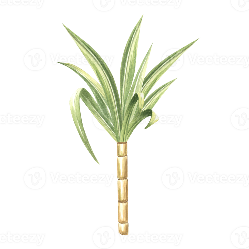 Sugar cane stalk with leaves. Bamboo stem. Hand drawn watercolor illustration. Fresh sweet ripe stem for sugar production. Ingredient for rum, alcoholic drink. Clipart for food industry, packaging. png