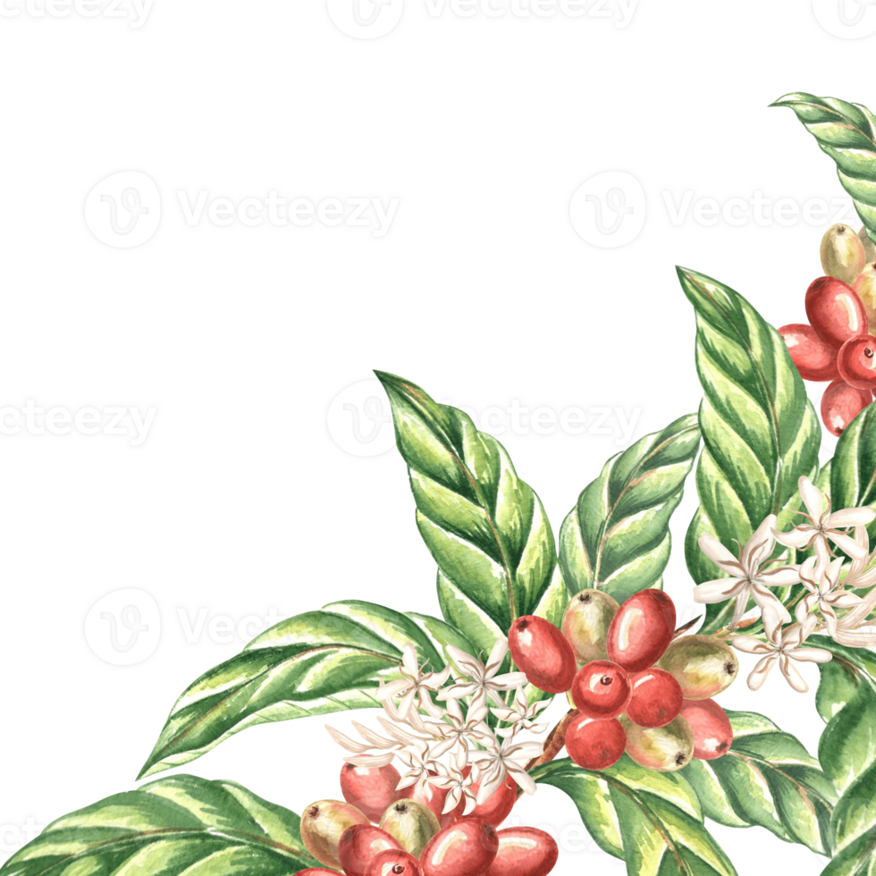 Coffee beans, berries with leaves and flowers. Template postcard, corner border with copy space. Watercolor hand drawn illustration. Square frame of Arabica grains. Clipart for food design. png