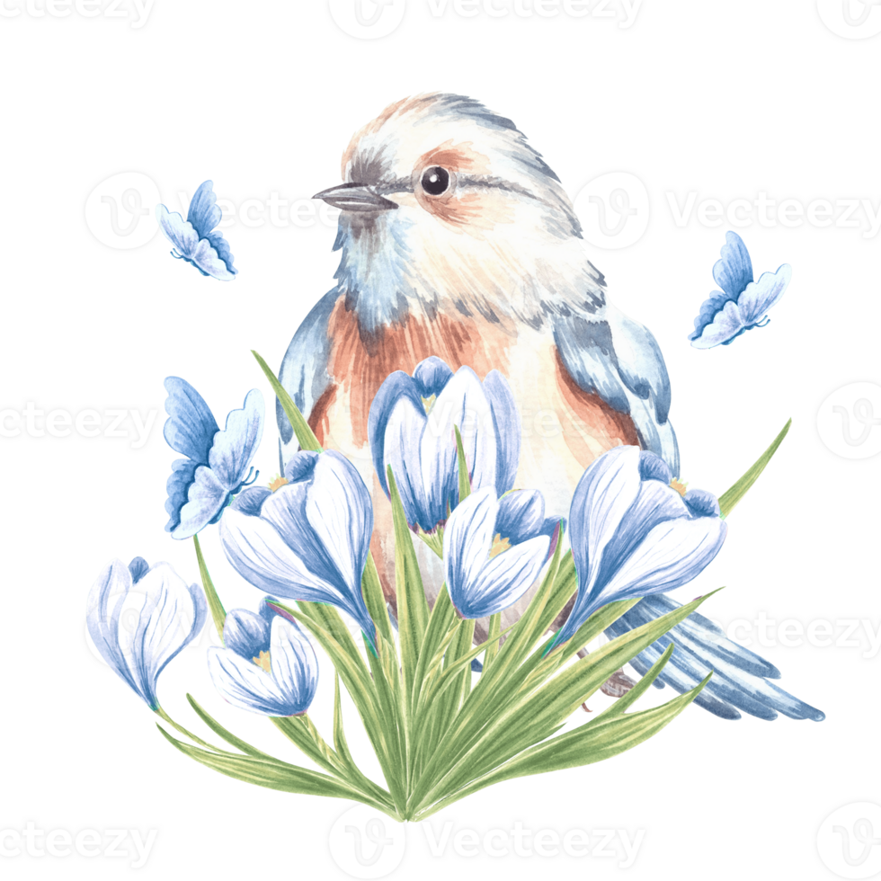 Small songbird and crocuses bouquet with butterflies blue. Eastern bluebird with blooming saffron. Hand drawn watercolor illustration isolated. Romantic spring postcard template. Clipart for print. png