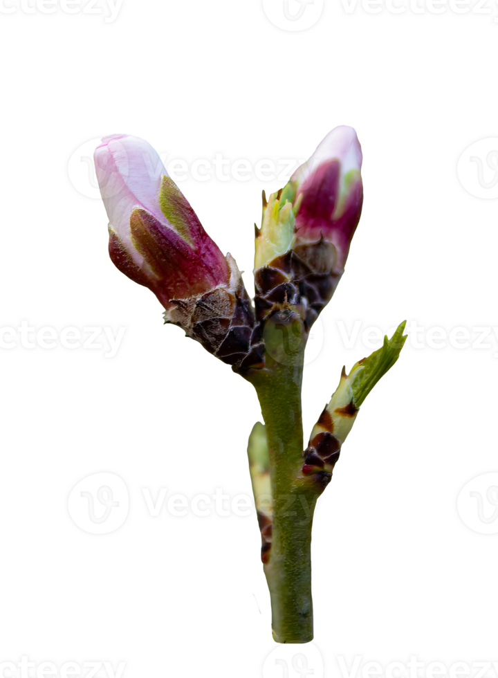 a single pink flower bud on a branch png