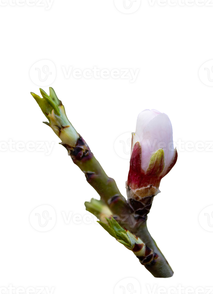Almond buds open png