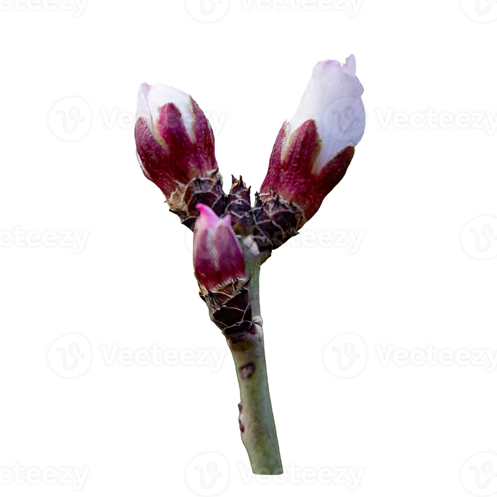 flower on a branch png