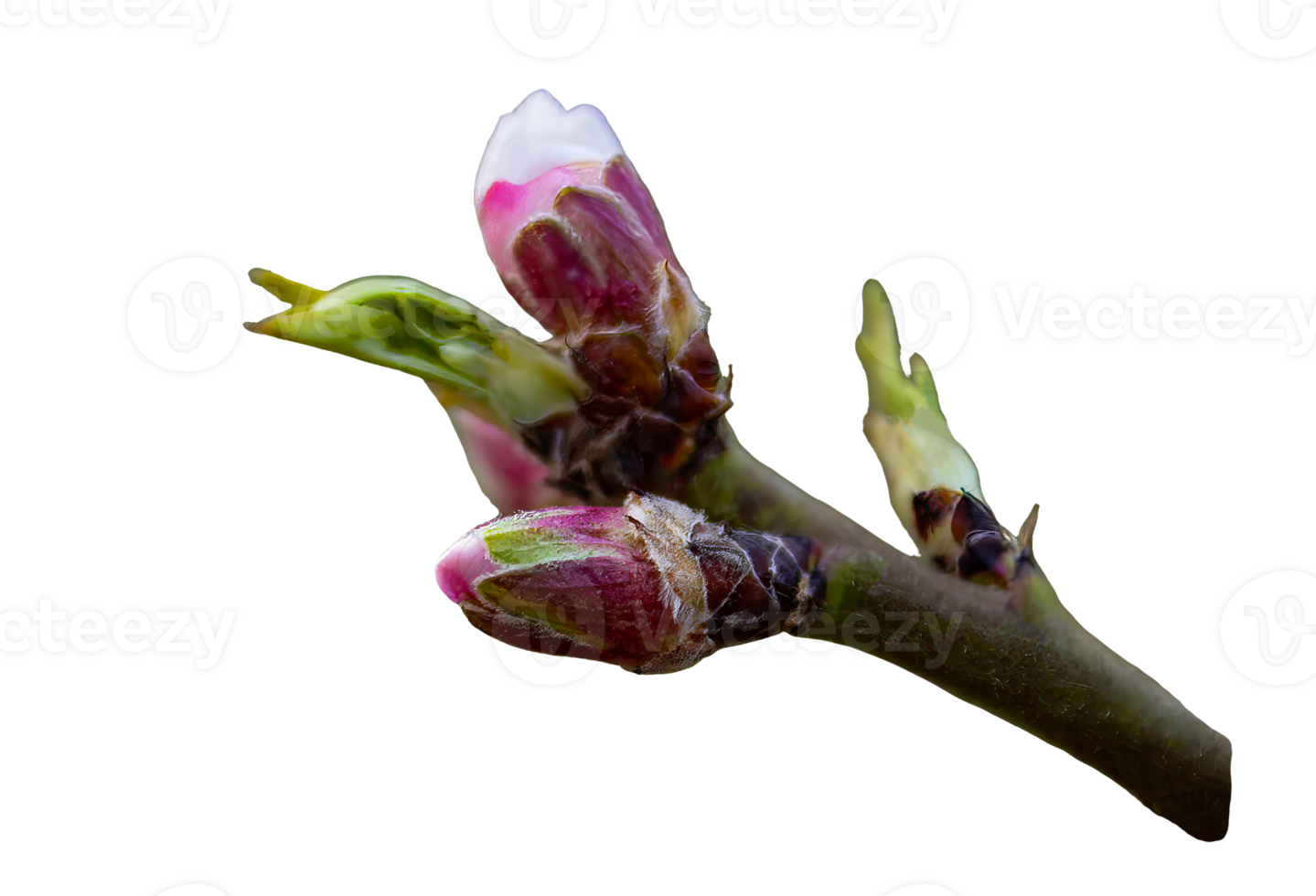 a branch of a tree png