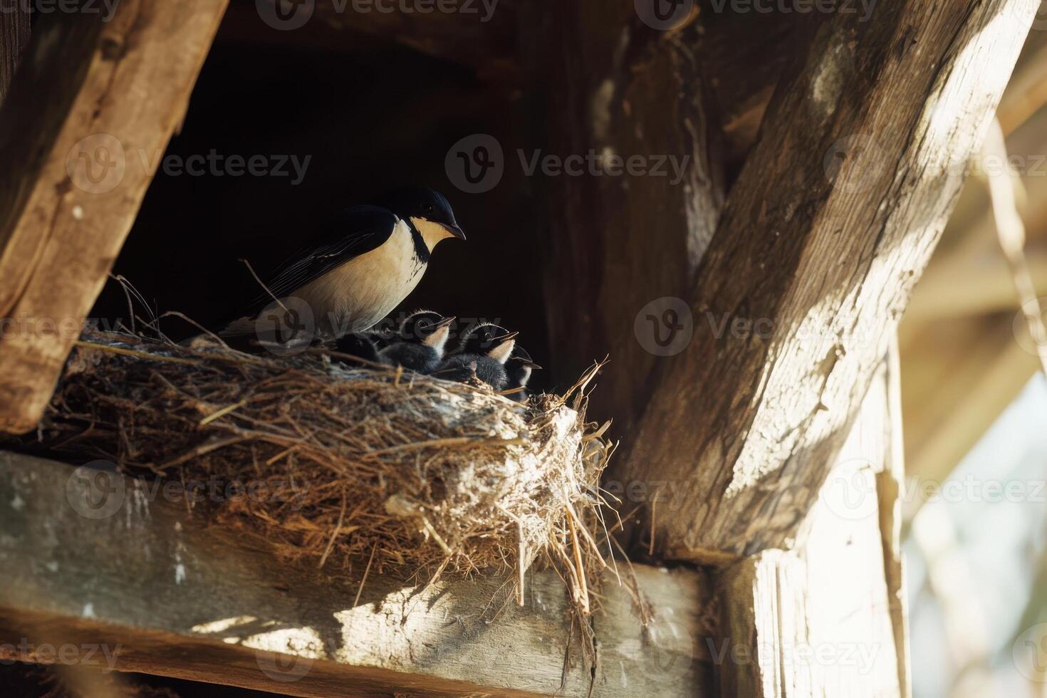 A spring scene featuring a swallow perched in its nest, tending to its chicks. photo