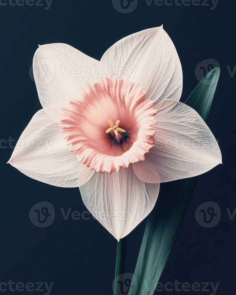 Tender daffodil flower in a high fashion design. Flower's natural elegance within a contemporary art context. photo