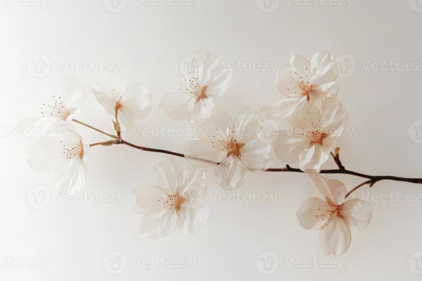 Translucent cherry blossom sakura branch with delicate flowers, minimalistic composition. photo