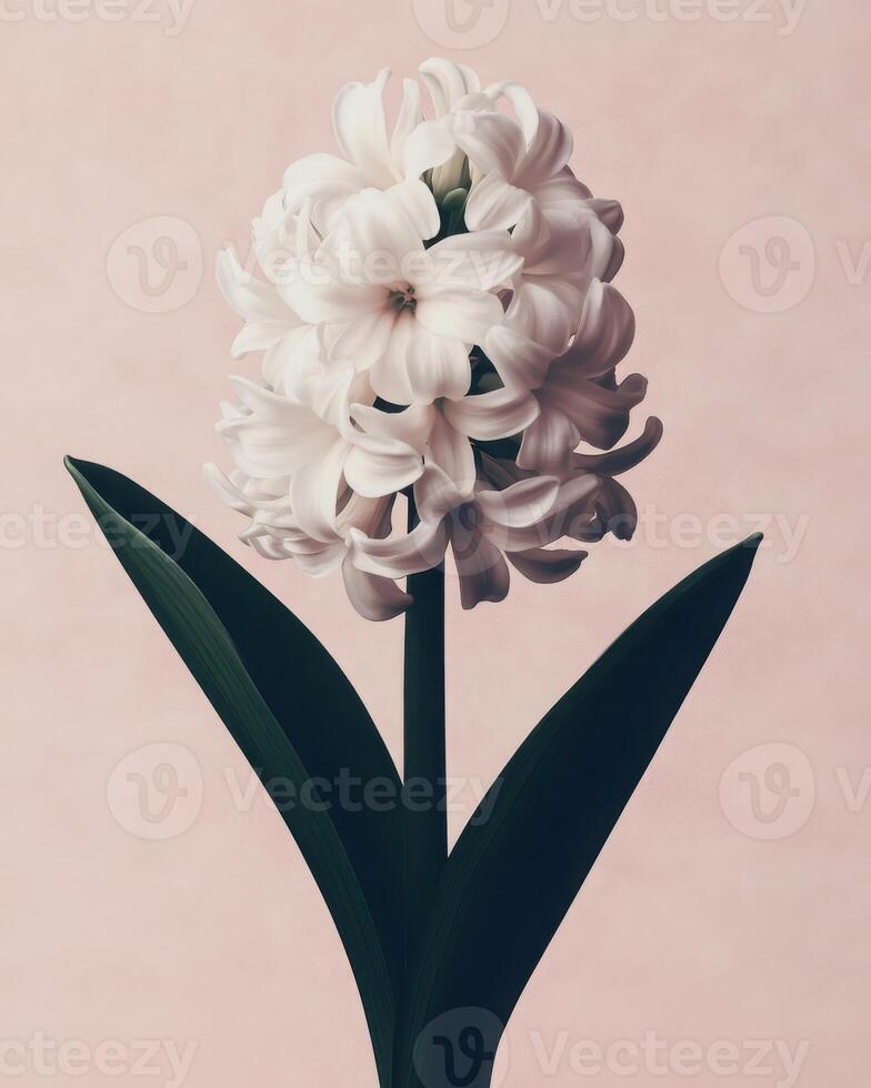 Delicate hyacinth flower on a minimalist pink pastel background. The composition emphasizes clean lines and a restrained color palette. photo
